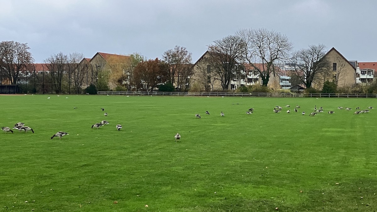 Graylag Goose - ML644916343