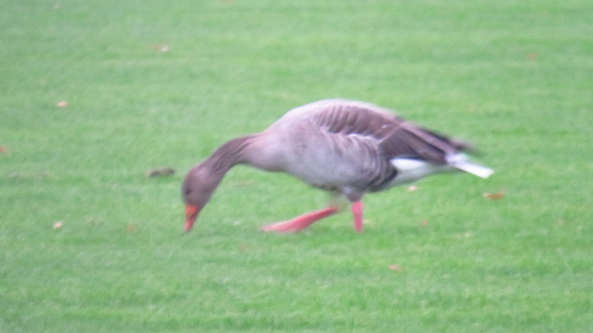 Graylag Goose - ML644916344