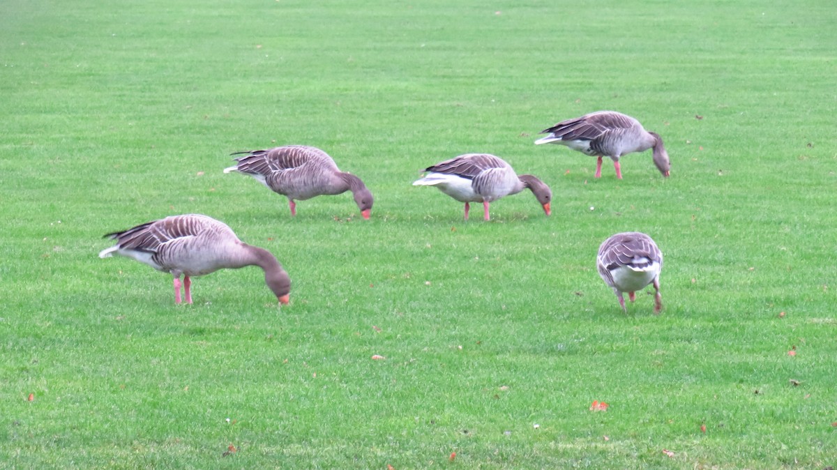 Graylag Goose - ML644916345