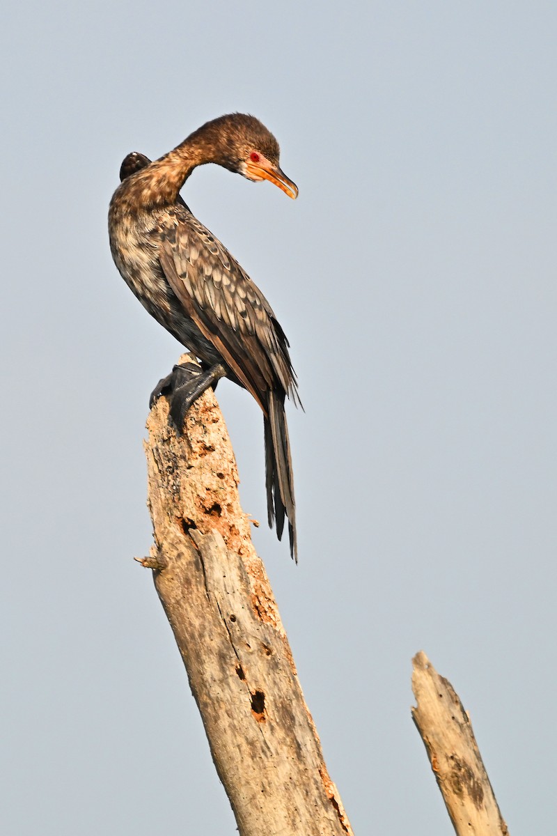 kormorán dlouhoocasý - ML644916371