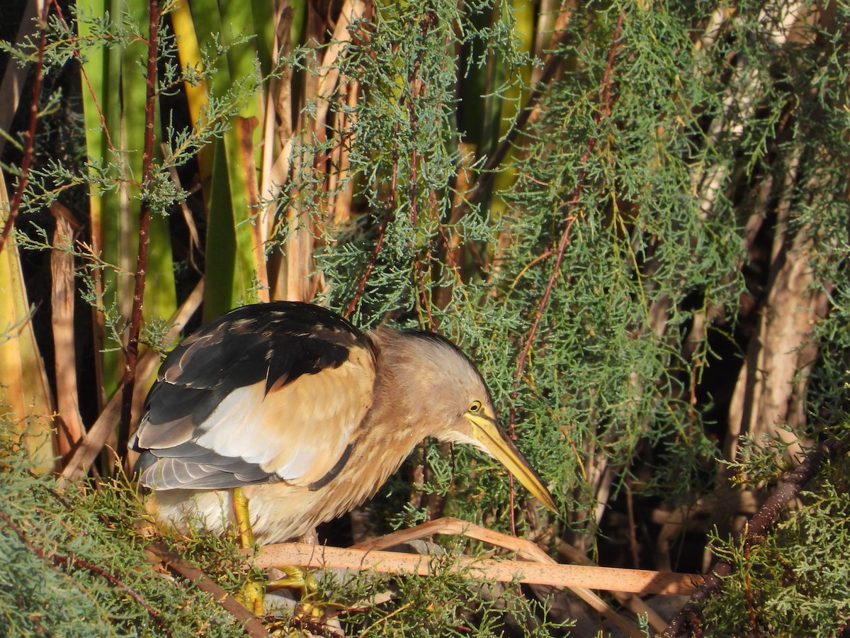 Little Bittern - ML644916372