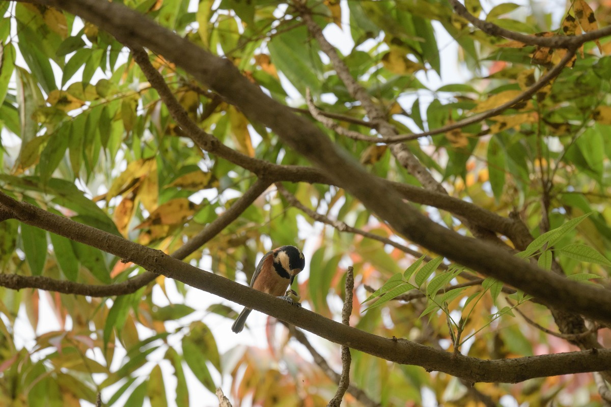 rødmeis - ML644916373