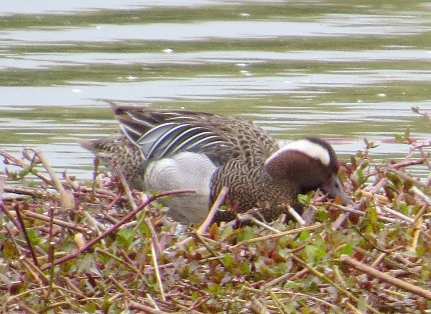 knekkand - ML644916375