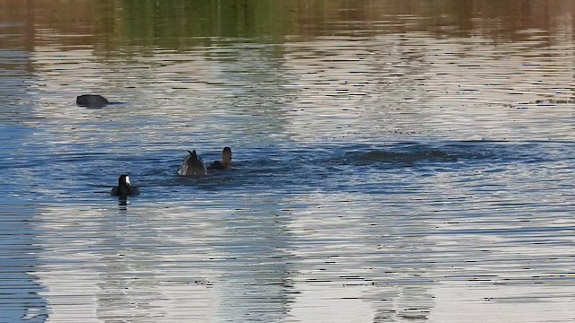 Redhead - ML644916377