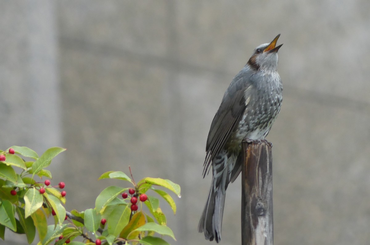 brunørebylbyl - ML644916378