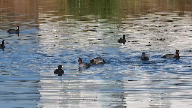 Porrón Coacoxtle - ML644916379
