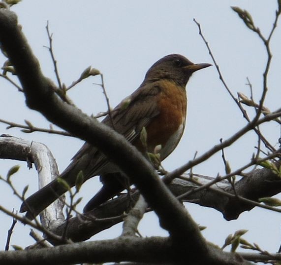 brunhodetrost - ML644916386