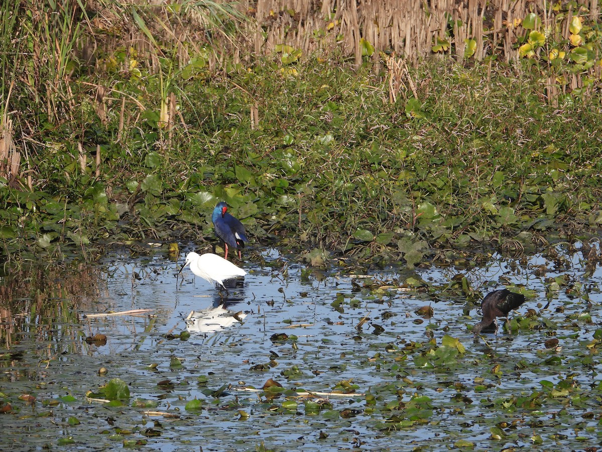 Little Egret - ML644916414