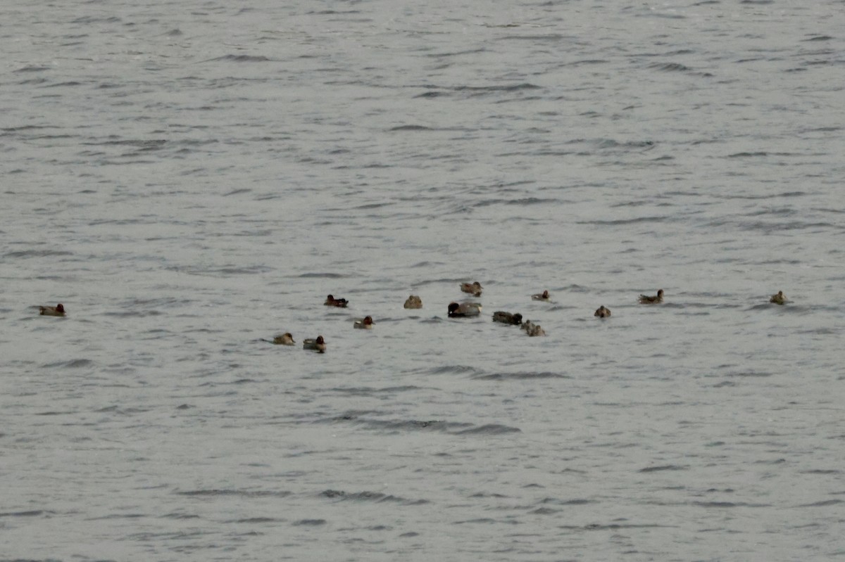 Green-winged Teal (Eurasian) - ML644916418