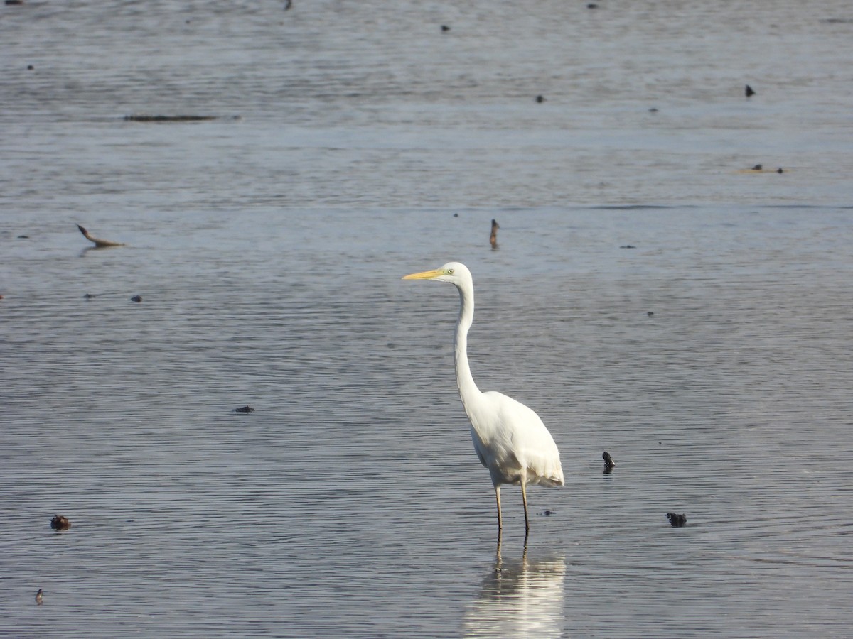 Great Egret - ML644916424