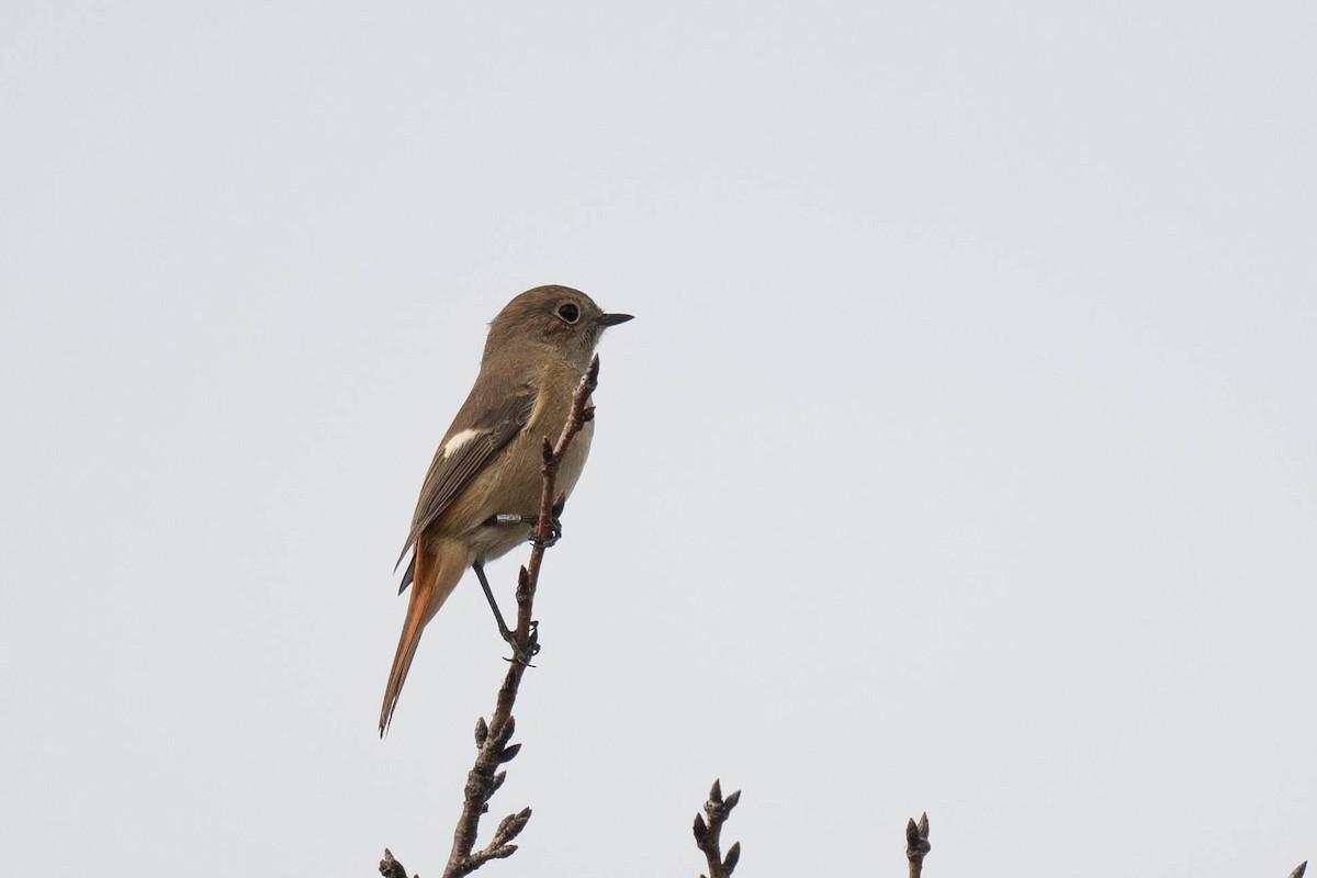 Daurian Redstart - ML644916438