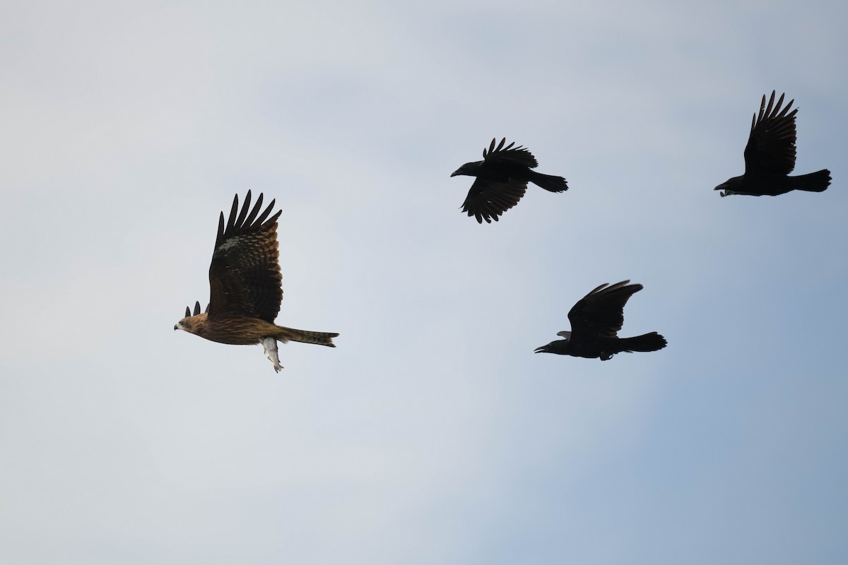 Black Kite - ML644916443