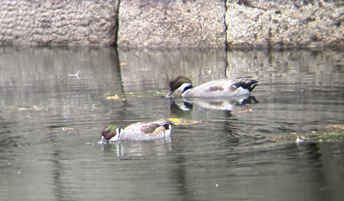 sibirand - ML644916444