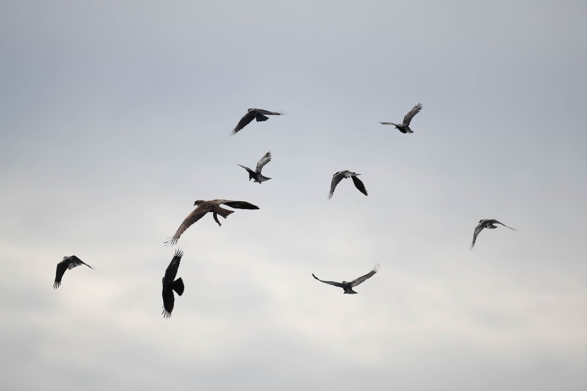 Black Kite - ML644916448