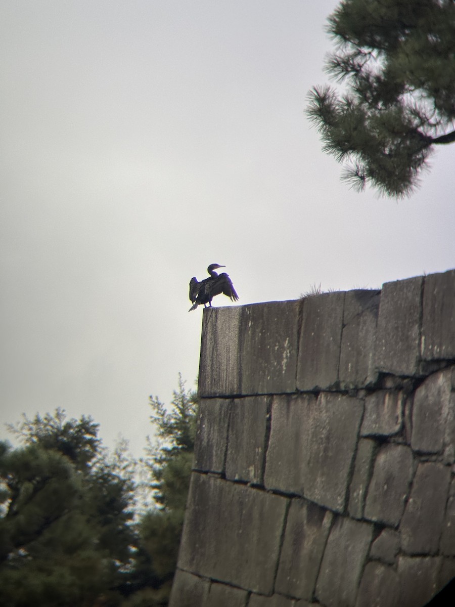 storskarv - ML644916454