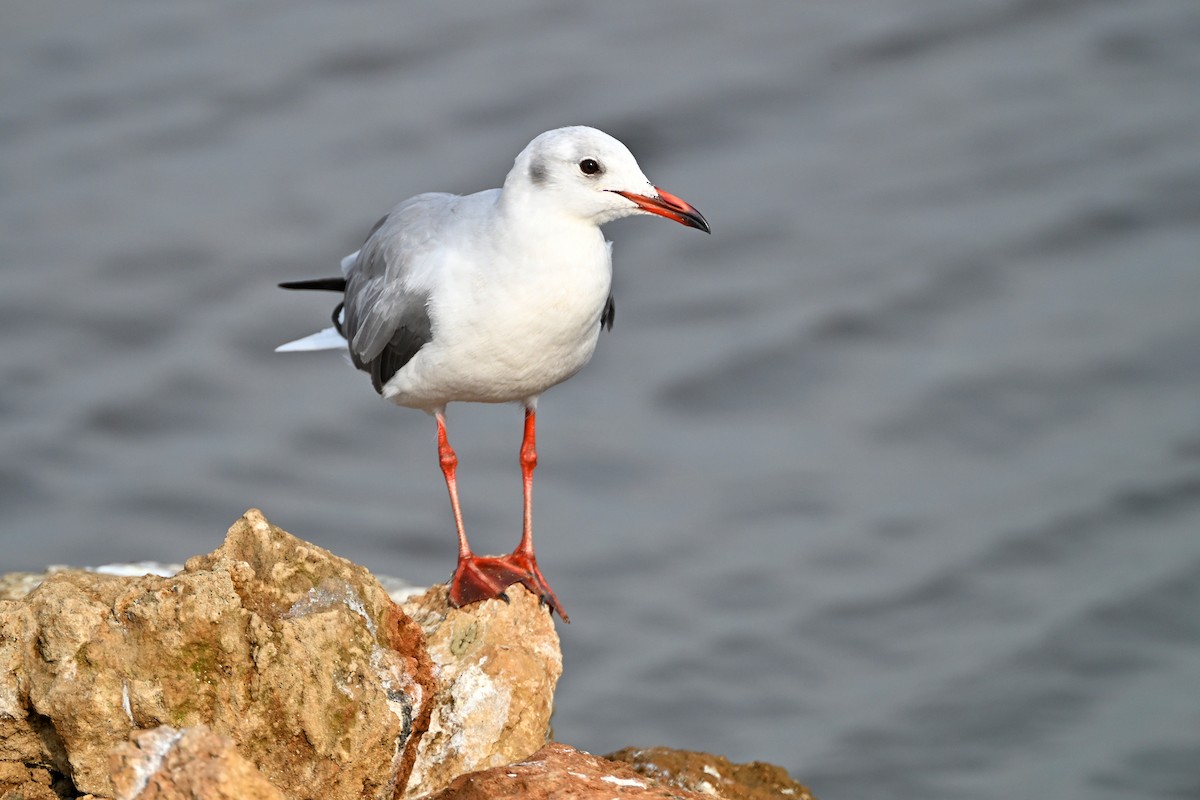 gråhodemåke - ML644916455