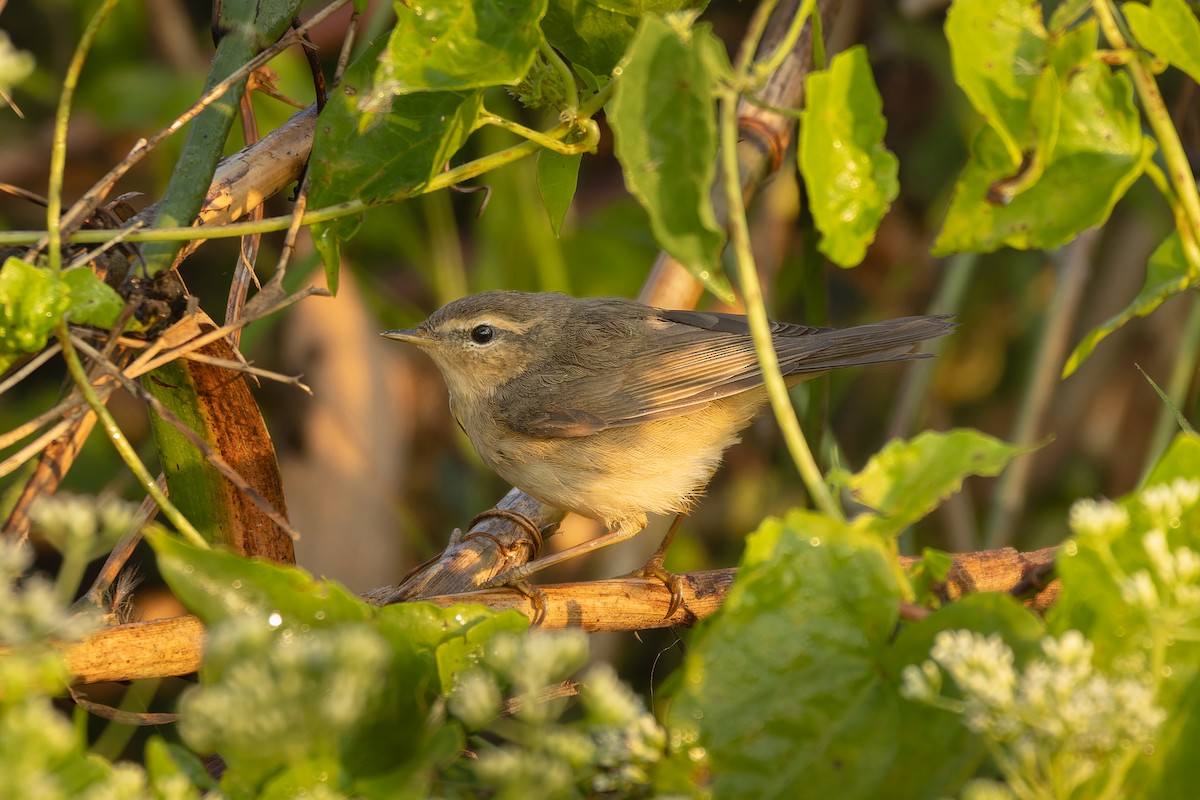עלווית כהה - ML644916456