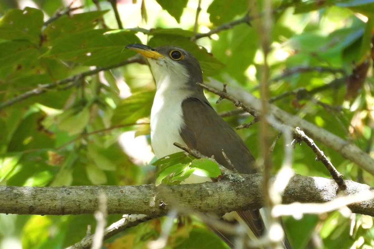 Желтоклювая пиайя - ML644916468