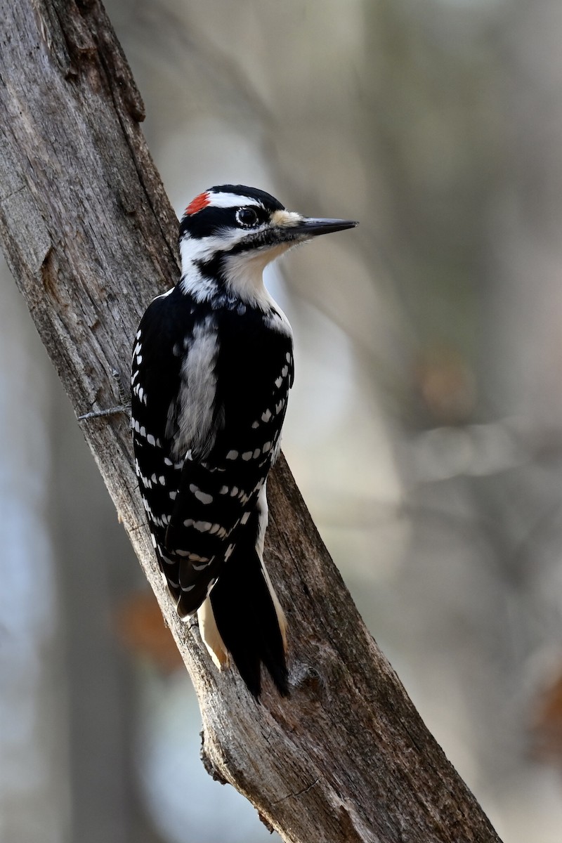 Волосатый дятел - ML644916470