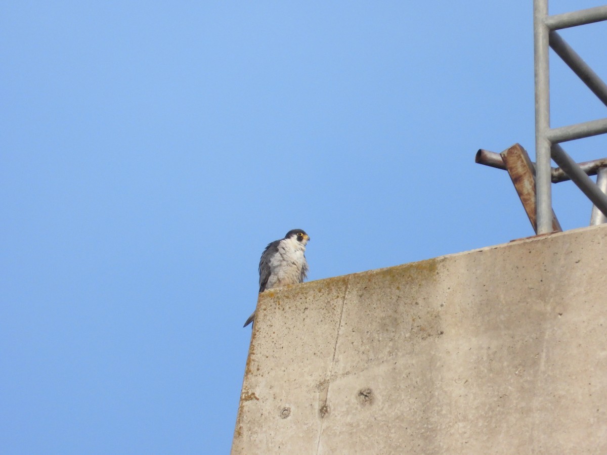 Peregrine Falcon - ML644916471