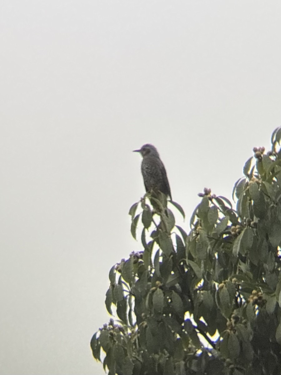 Короткопалый бюль-бюль - ML644916476