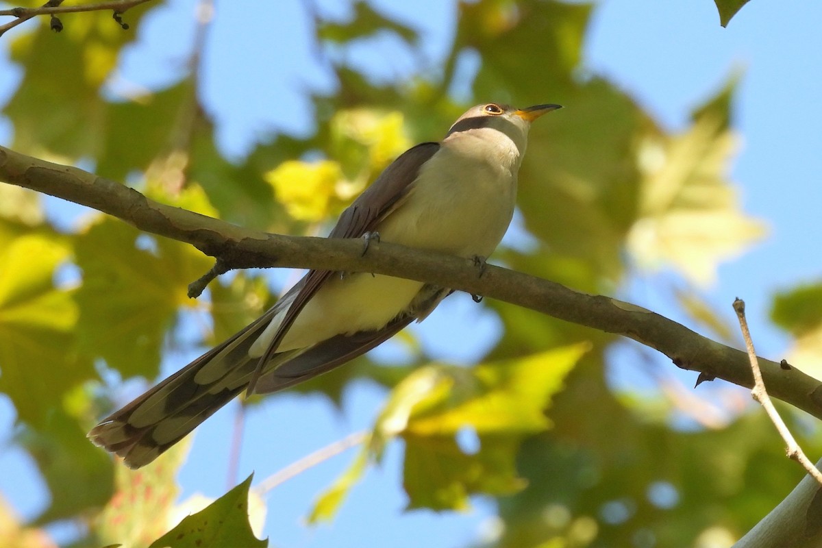 Желтоклювая пиайя - ML644916477