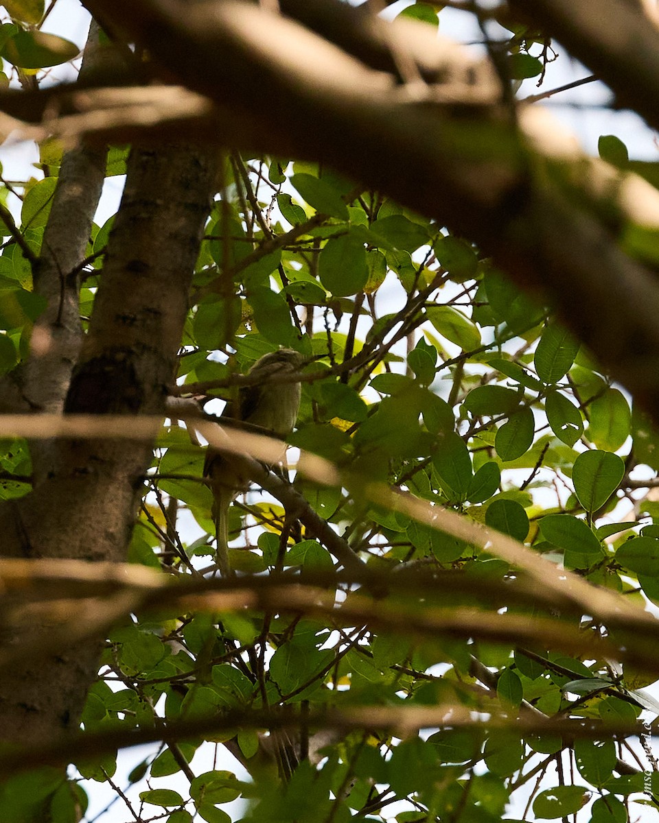 Пестрощёкий бюльбюль - ML644916478