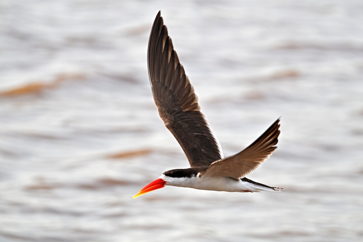 Африканский водорез - ML644916479