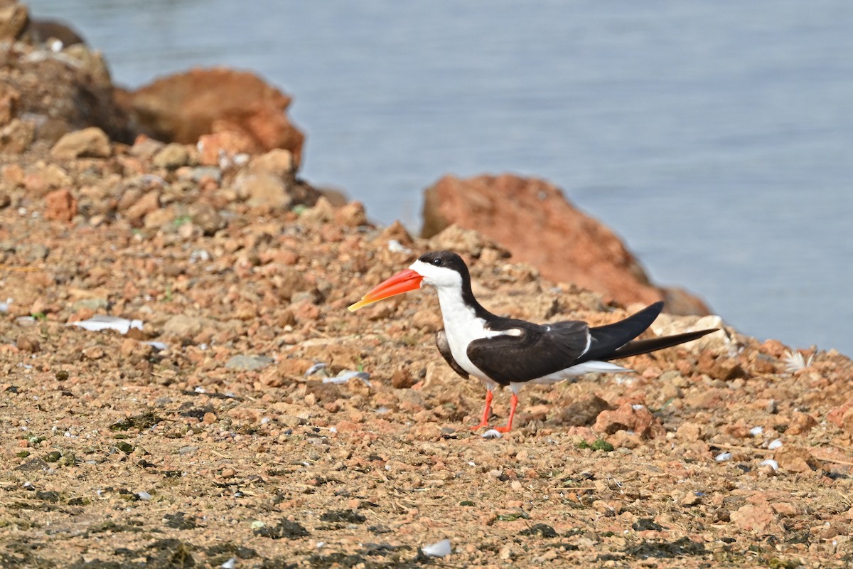 Африканский водорез - ML644916481