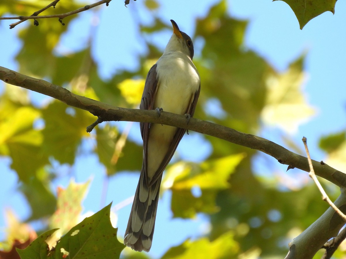 Желтоклювая пиайя - ML644916482