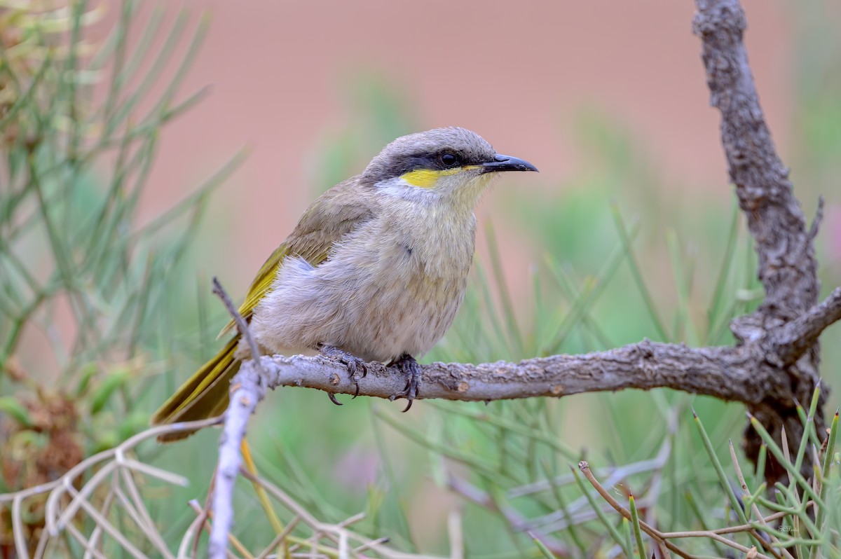 Певчий медосос - ML644916484