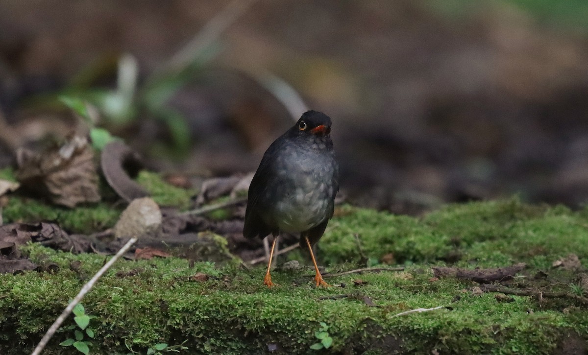 Белоглазый соловьиный дрозд - ML644916485