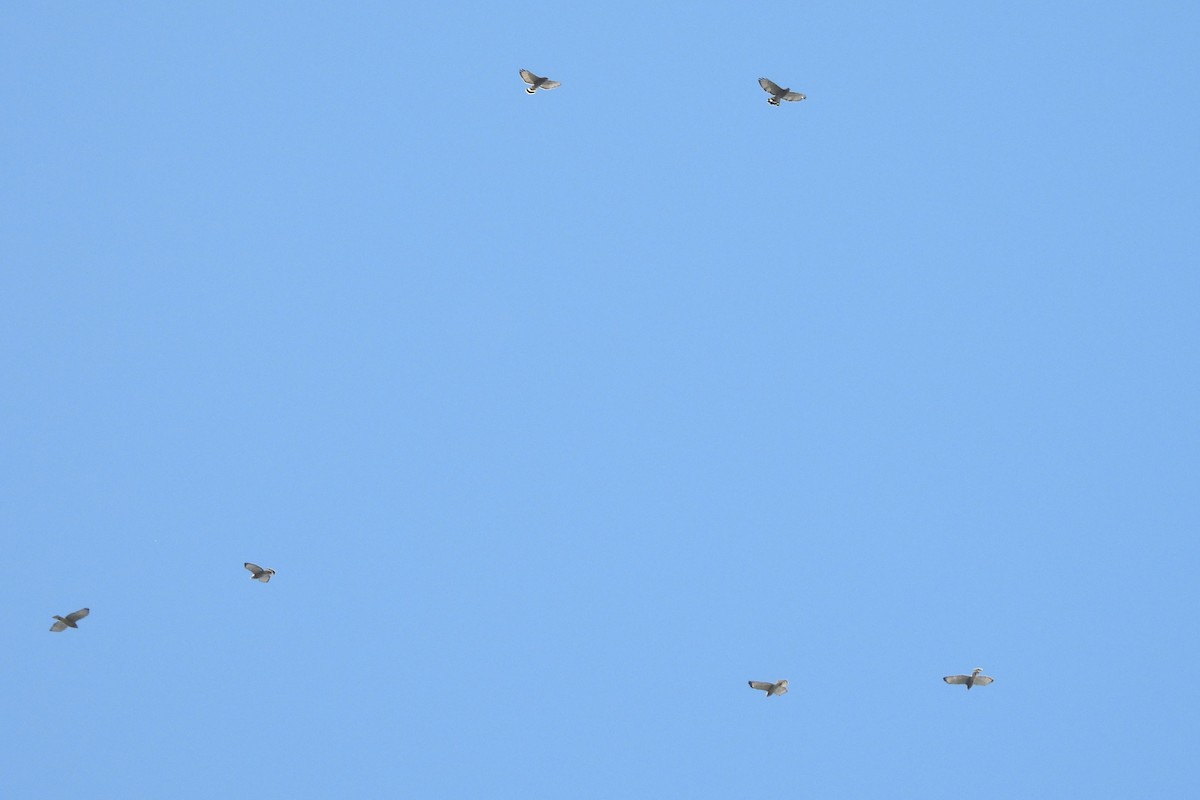 Ширококрылый канюк - ML644916486