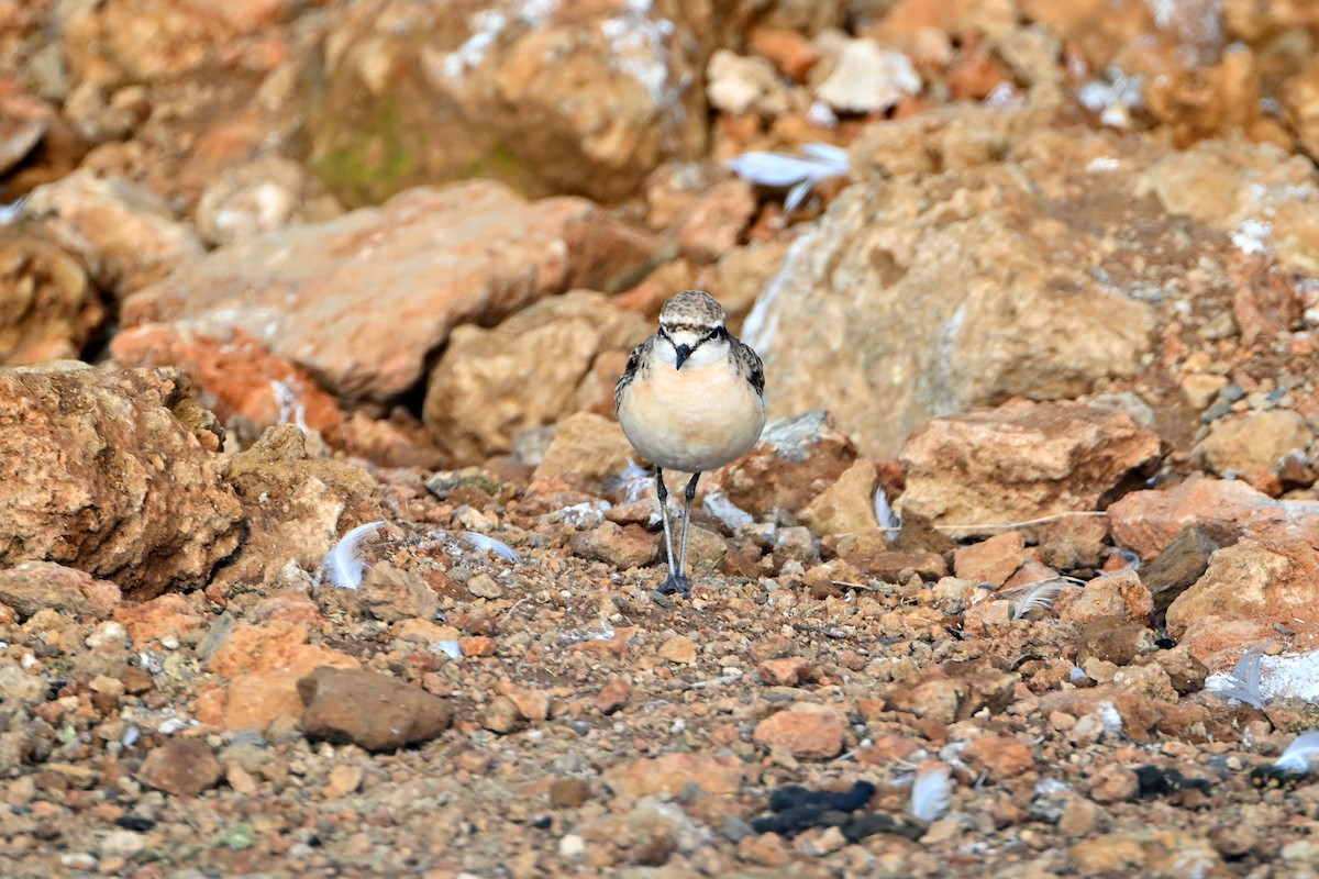 Зуёк-пастух - ML644916487