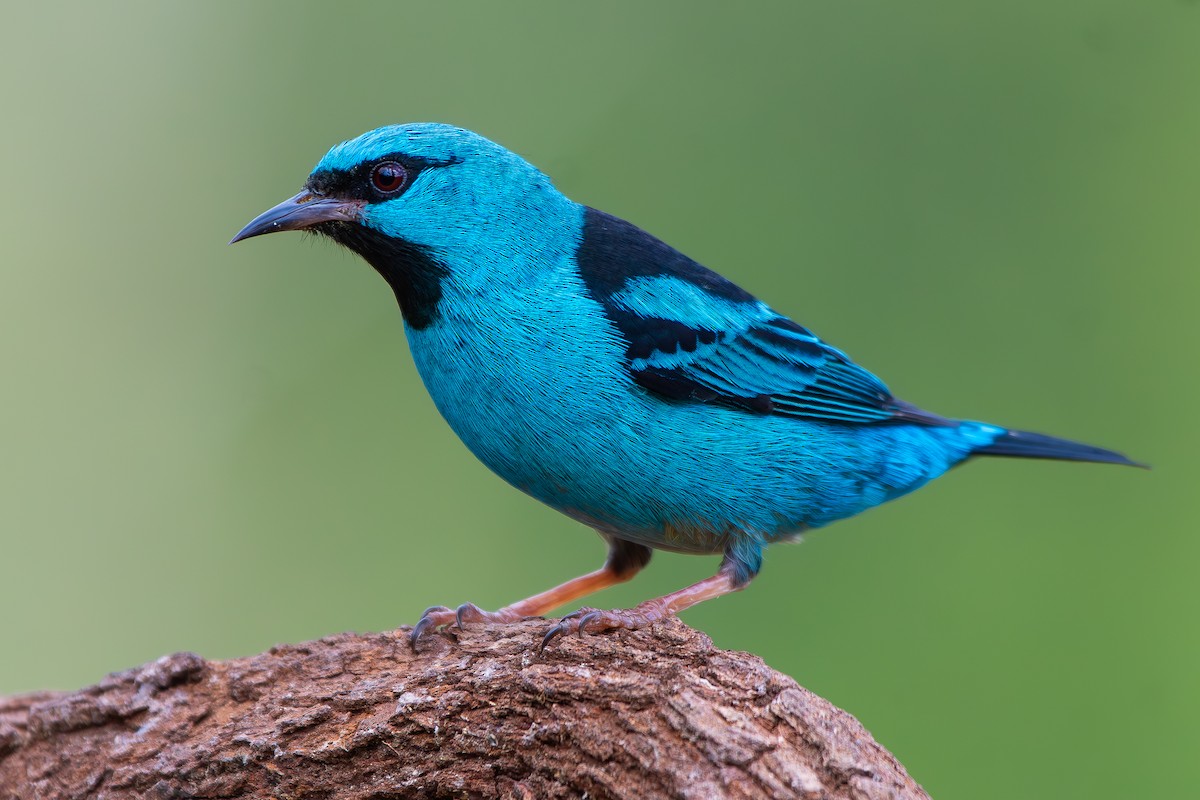 Синий дакнис - ML644916488