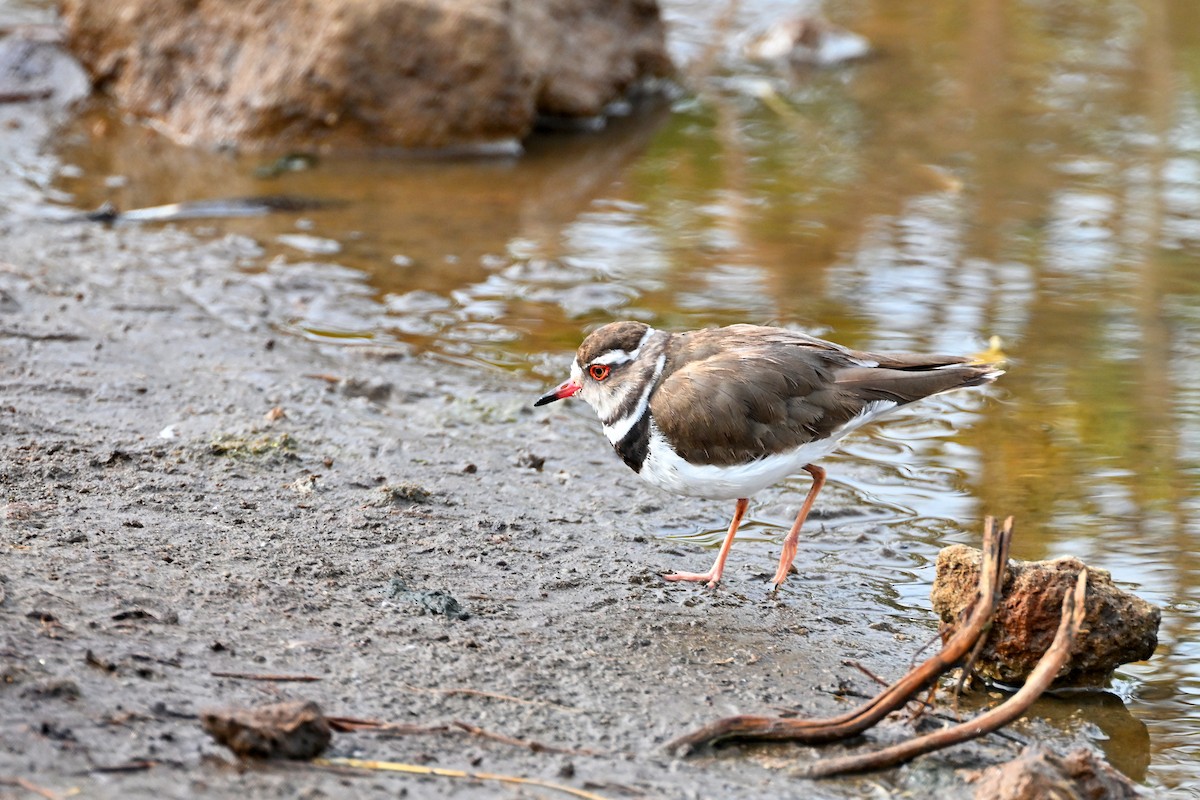 Трёхполосый зуёк - ML644916494