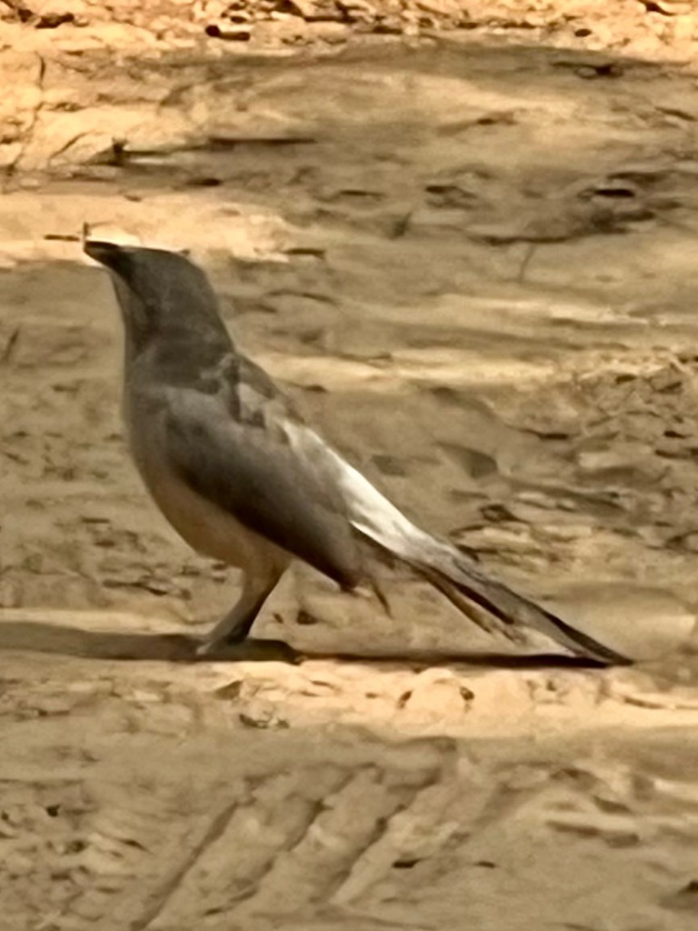 Большая дроздовка - ML644916495