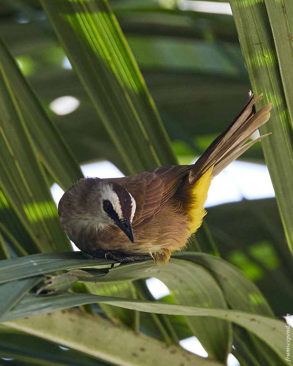 Пеночка-зарничка - ML644916498