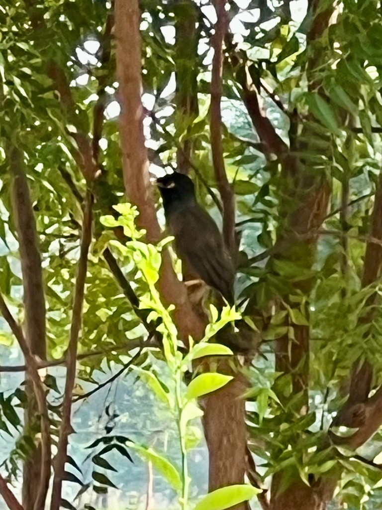 Майна - ML644916499