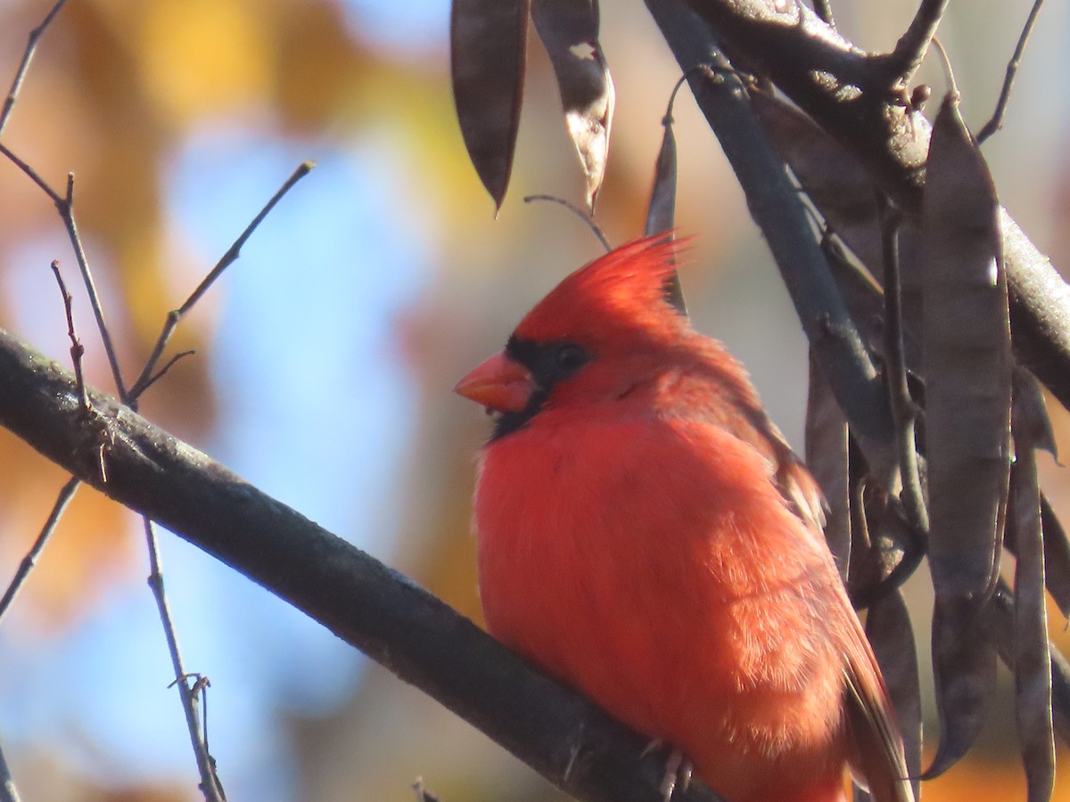 Красный кардинал - ML644916500