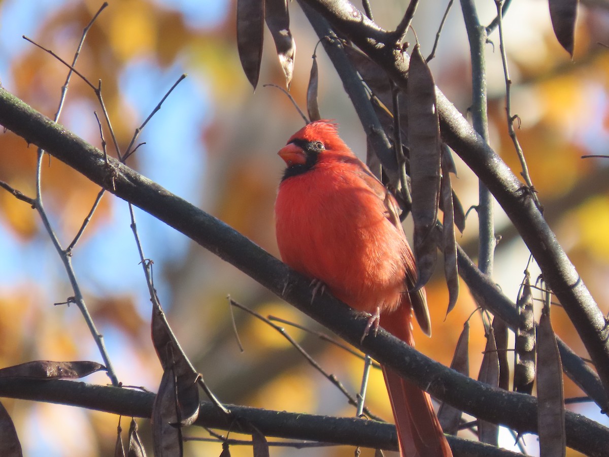 Красный кардинал - ML644916501