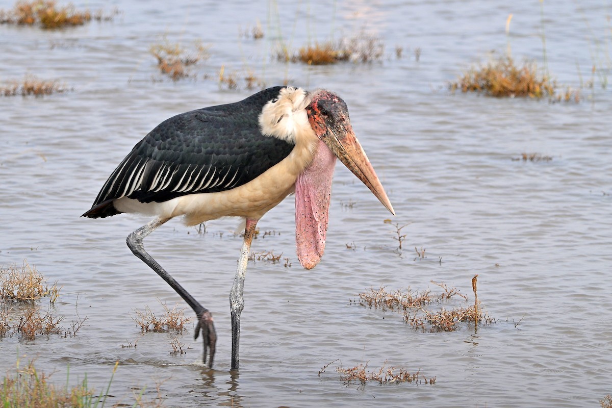 Африканский марабу - ML644916502