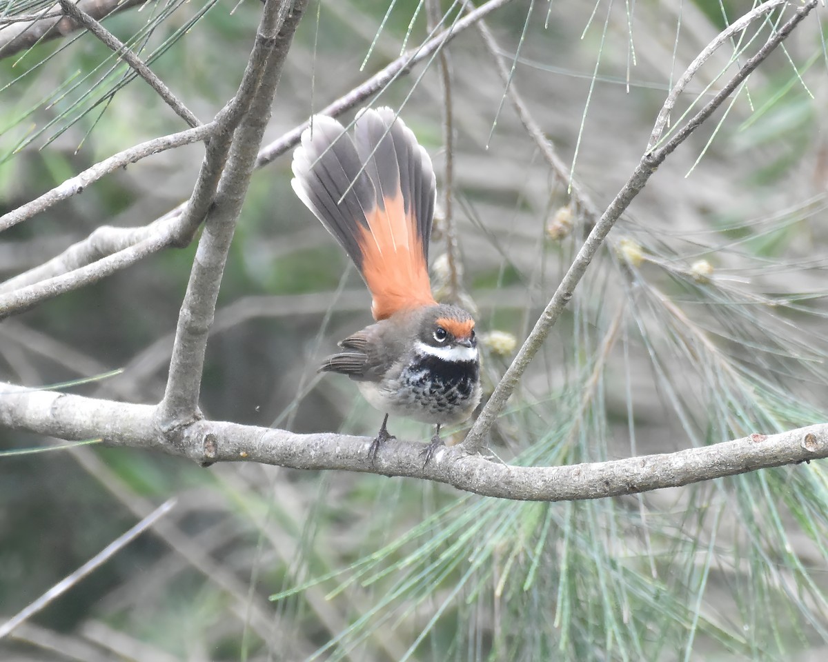 Australian Rufous Fantail - ML644916505