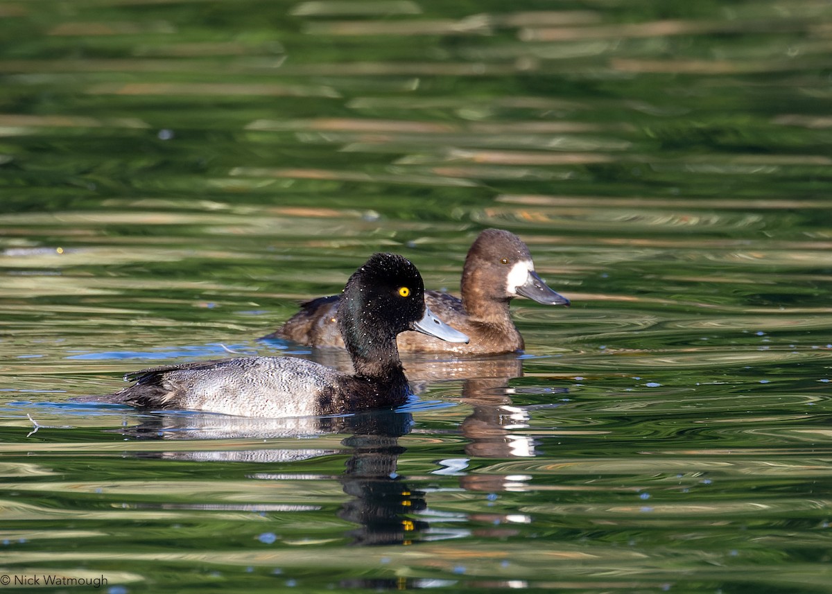 Малая морская чернеть - ML644916506