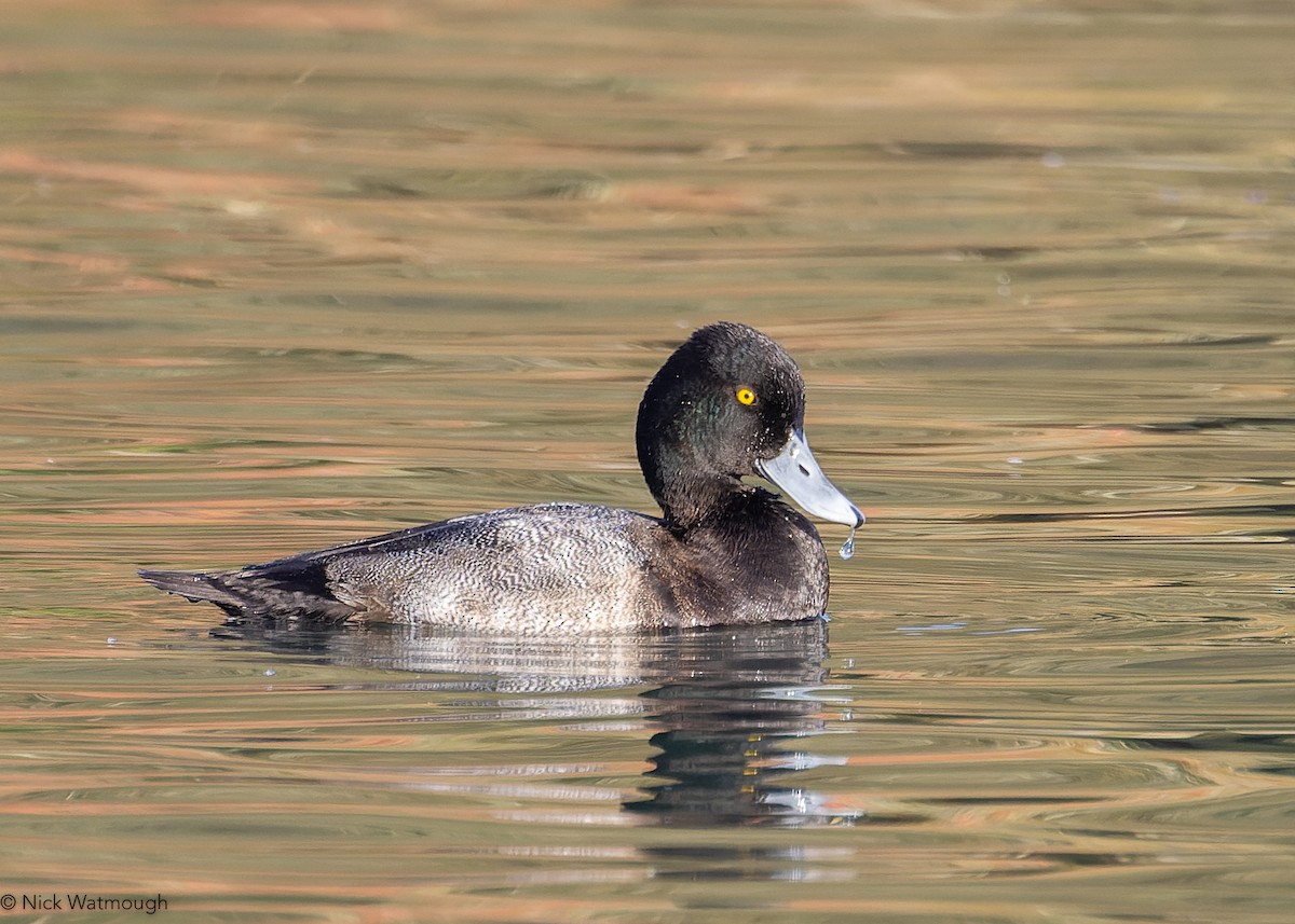 Малая морская чернеть - ML644916507