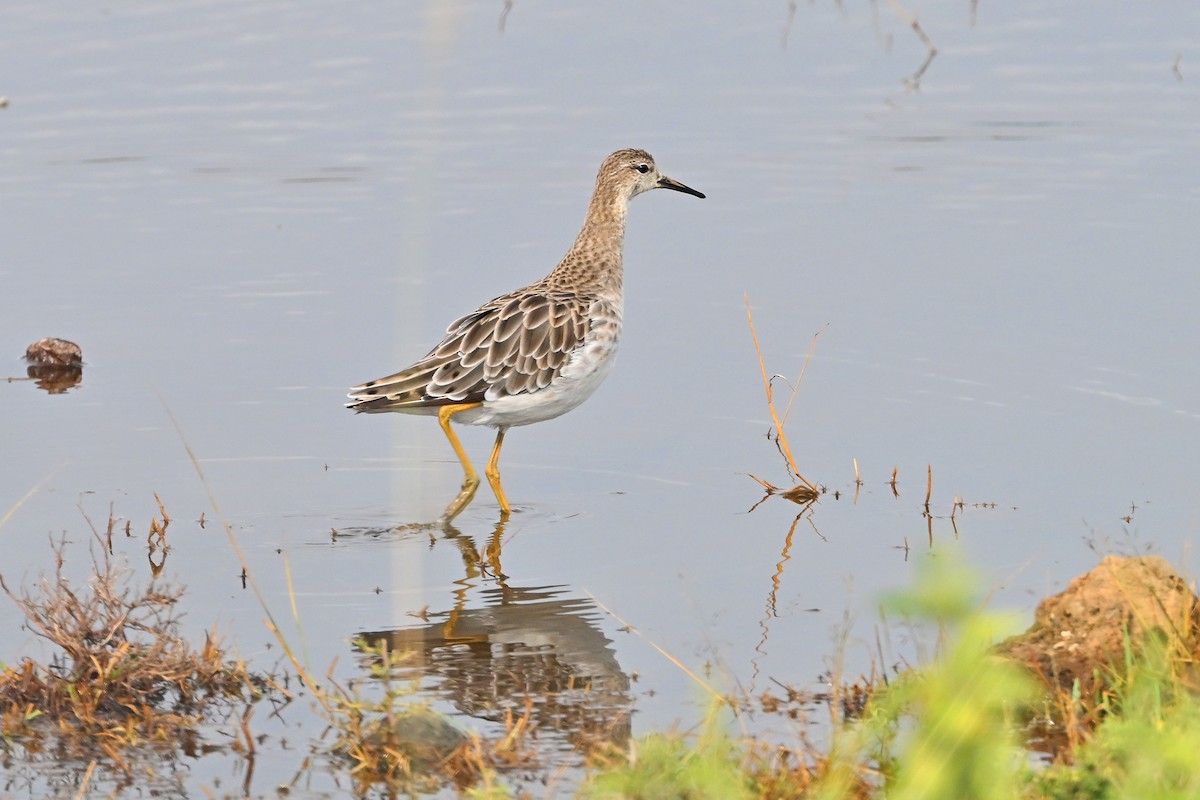 Турухтан - ML644916508