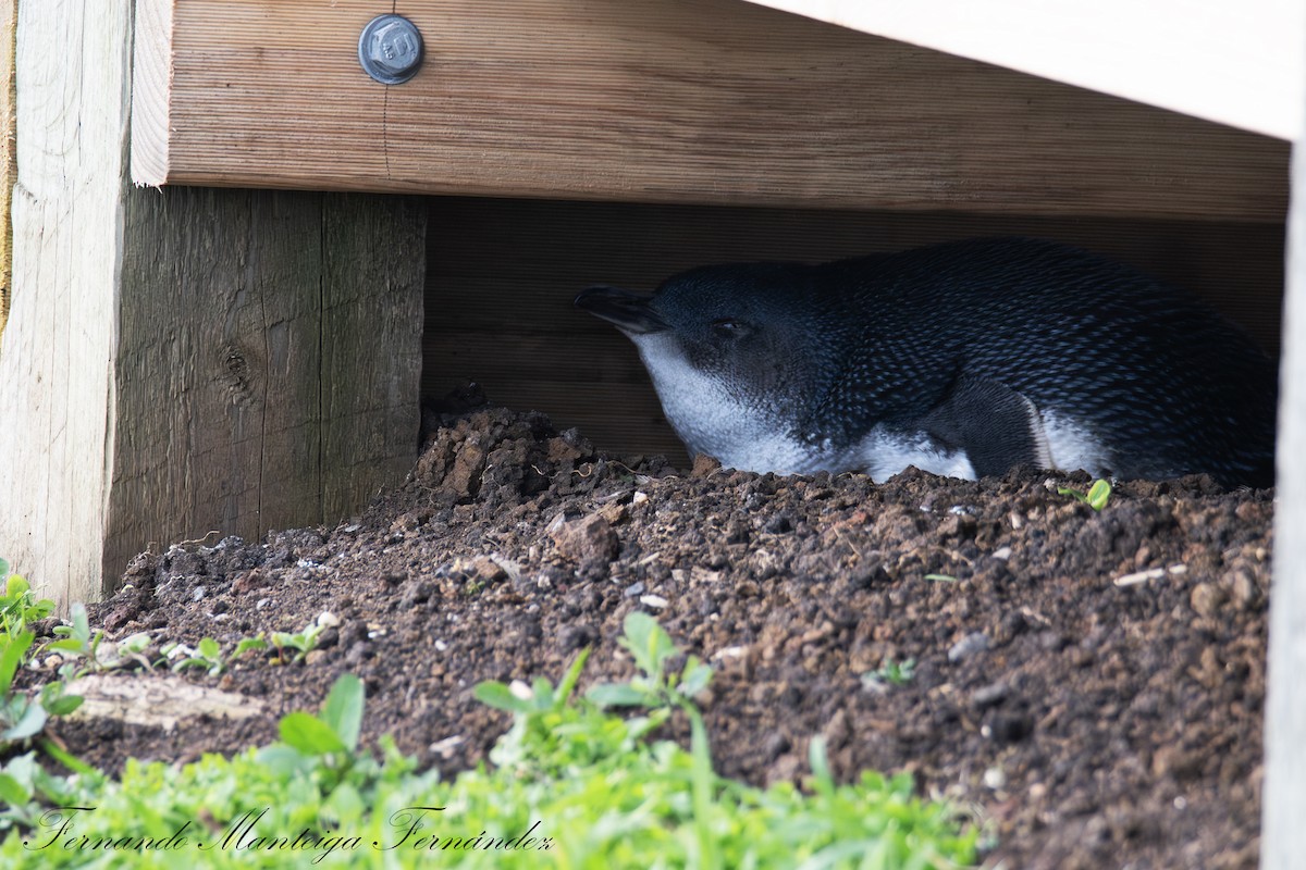 Малый пингвин - ML644916509