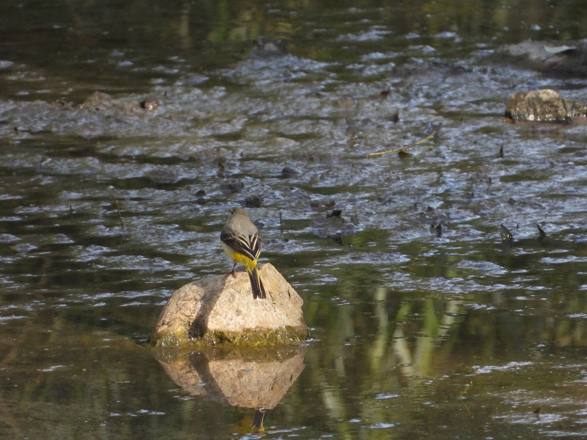 Горная трясогузка - ML644916510