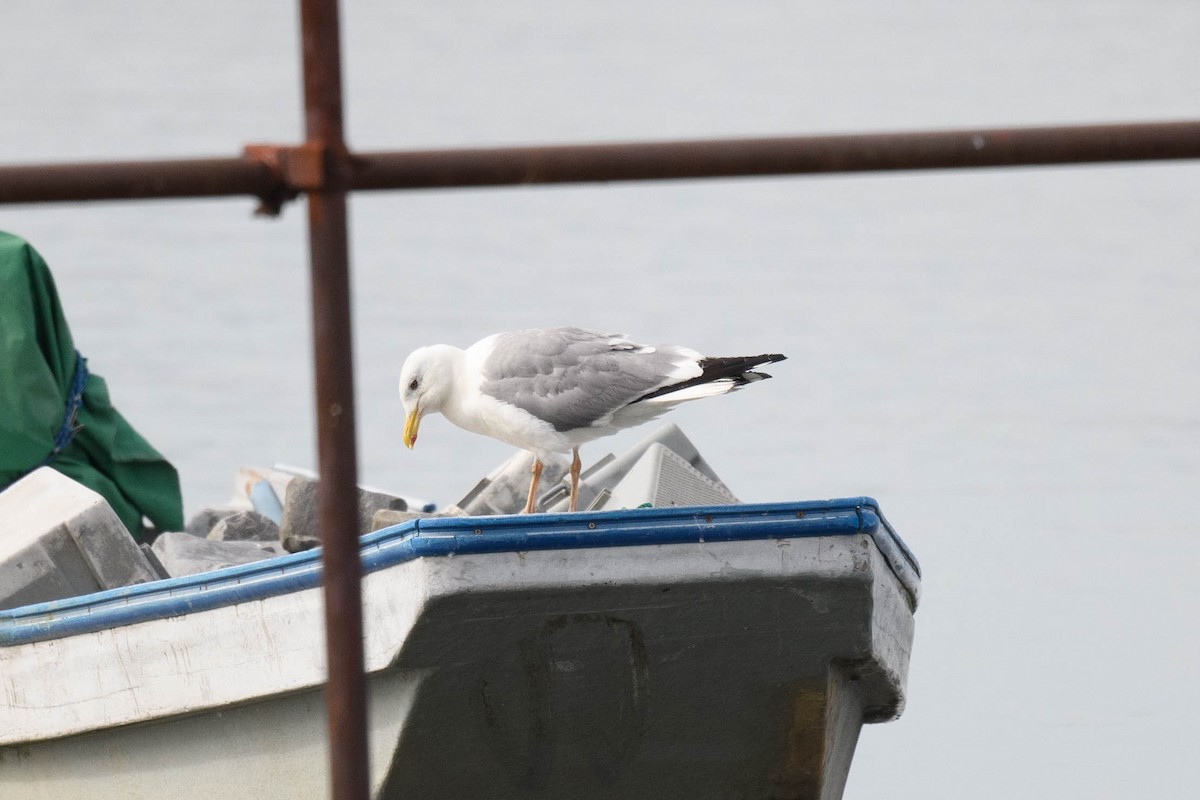 Vega Gull - ML644916512