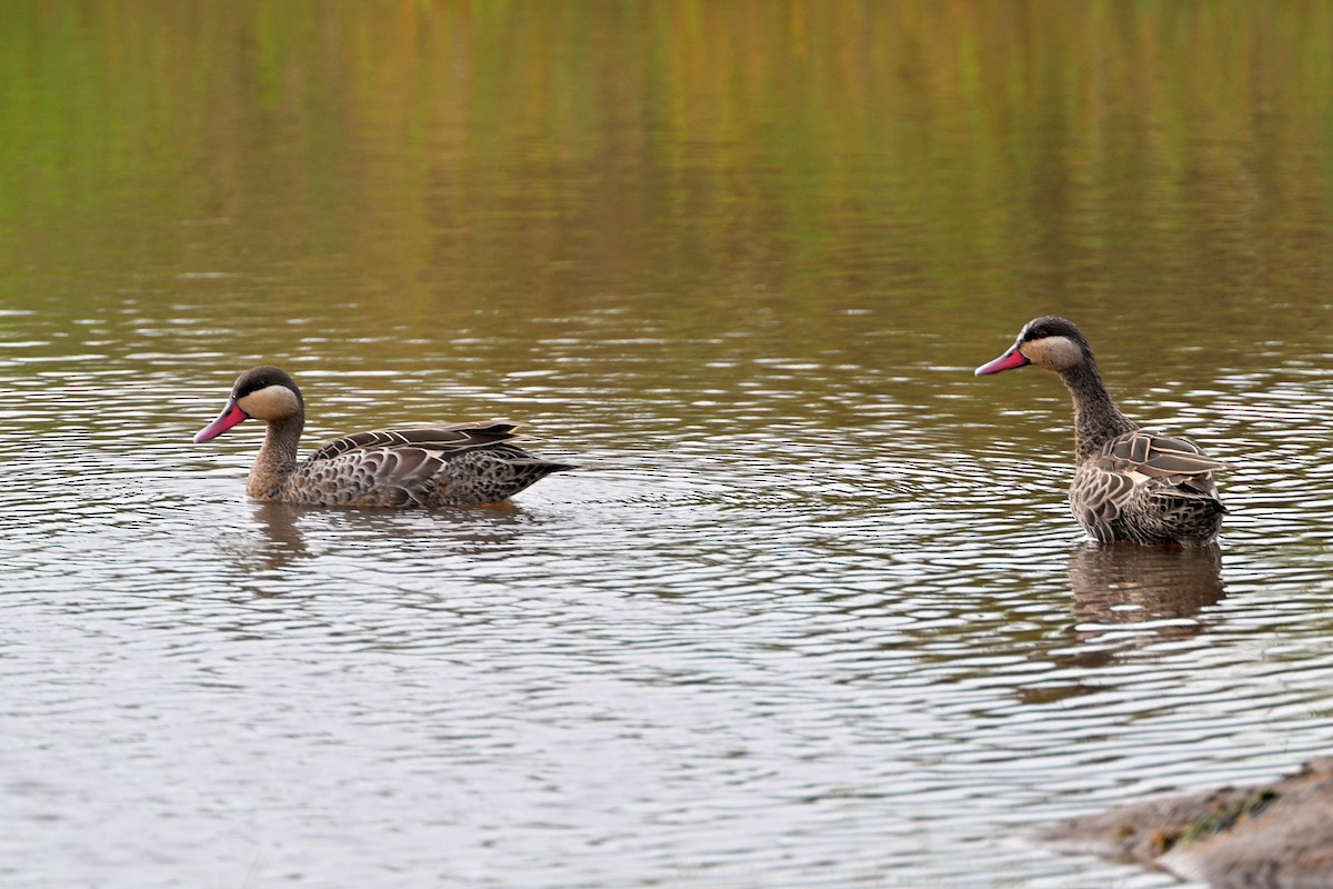 Красноклювая шилохвость - ML644916513